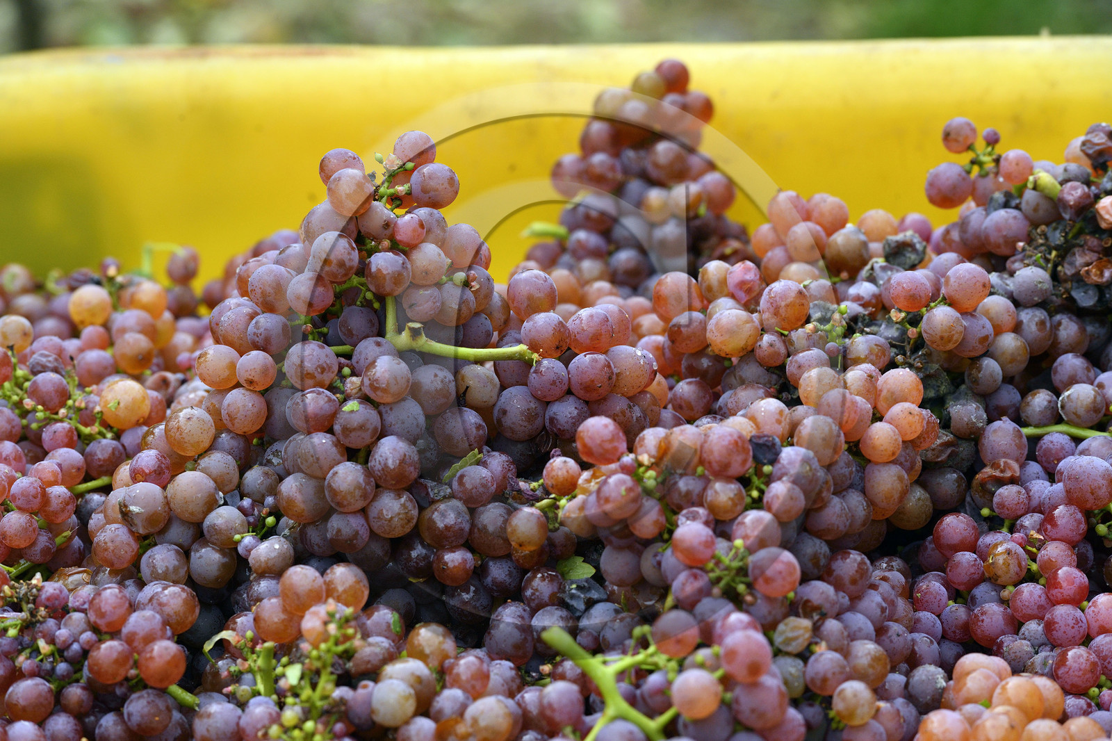 France, Dambach la Ville