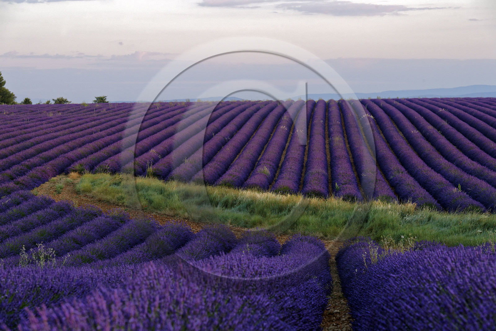 France, Valensole