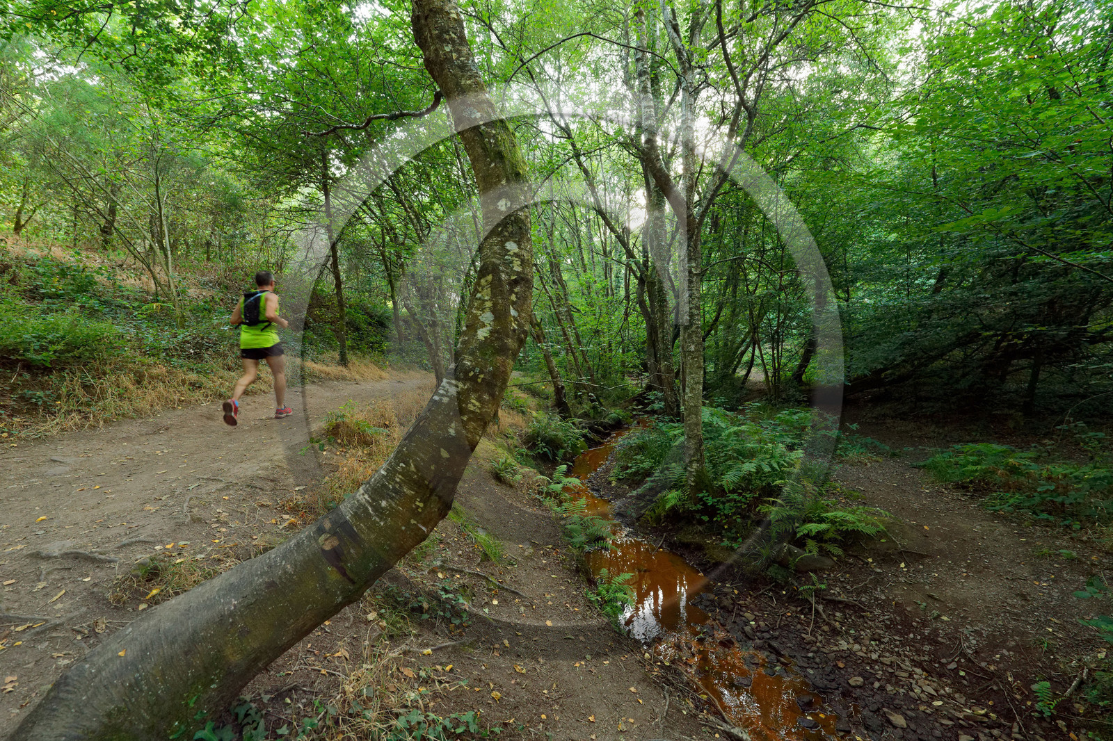 France, Brocéliande