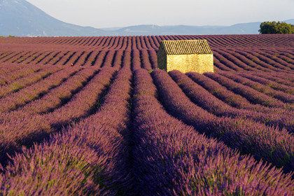 France, Valensole