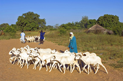 Marché de Gueguenne, Sénégal