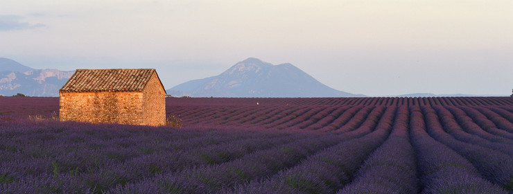 France, Valensole
