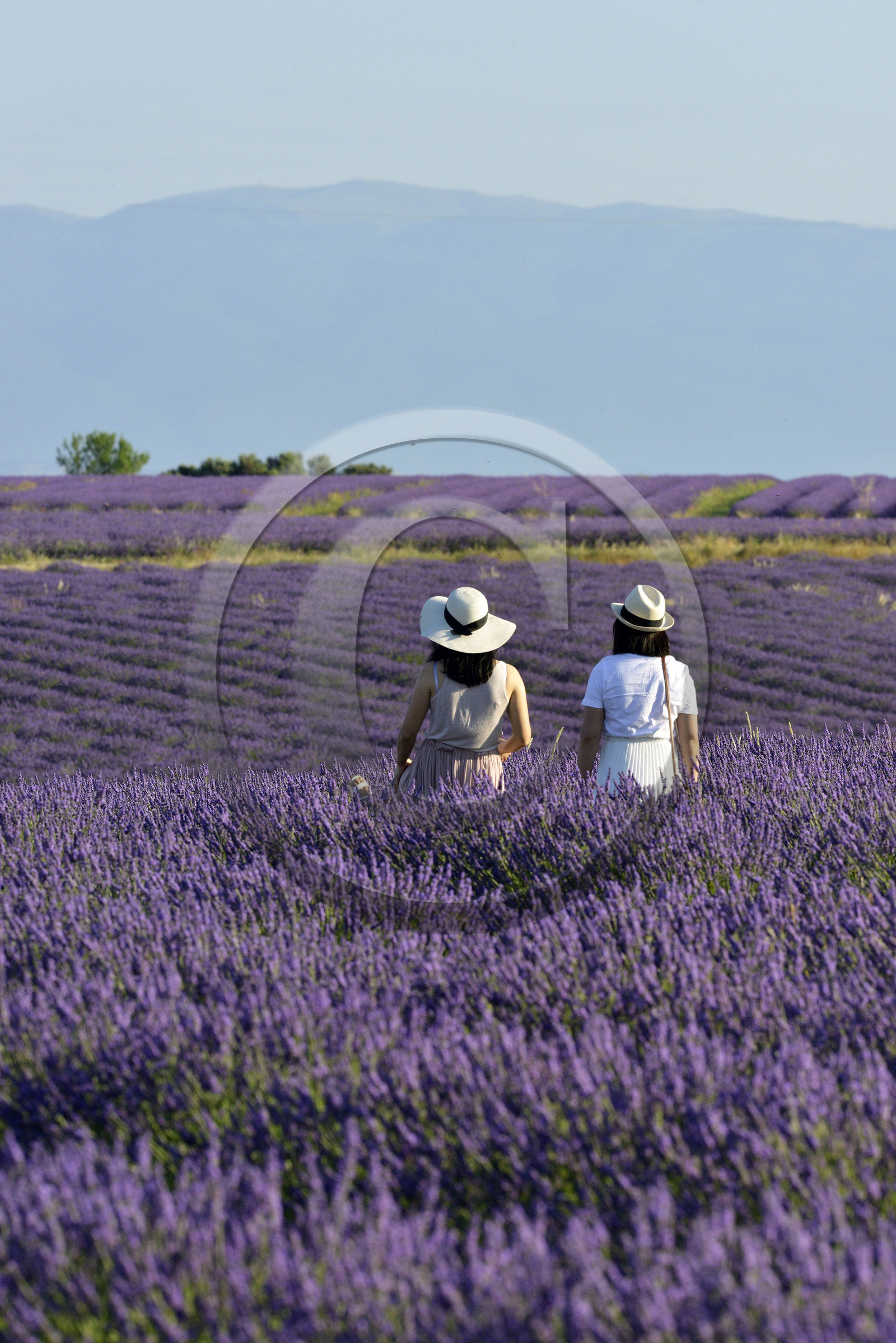 France, Valensole