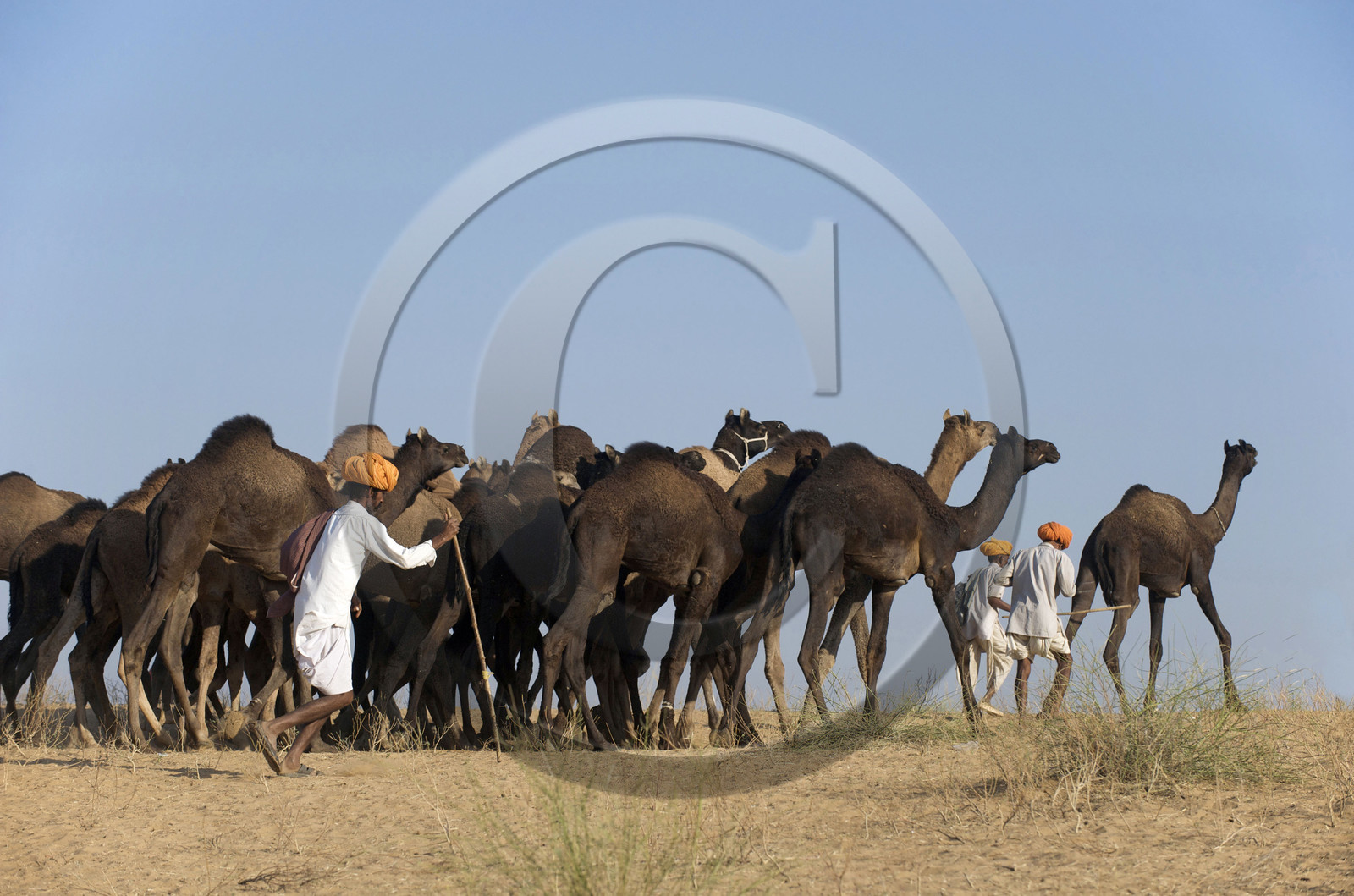 Inde, Pushkar