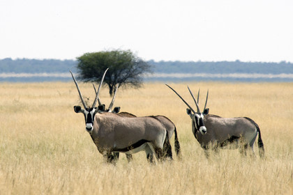 Namibie, Etosha