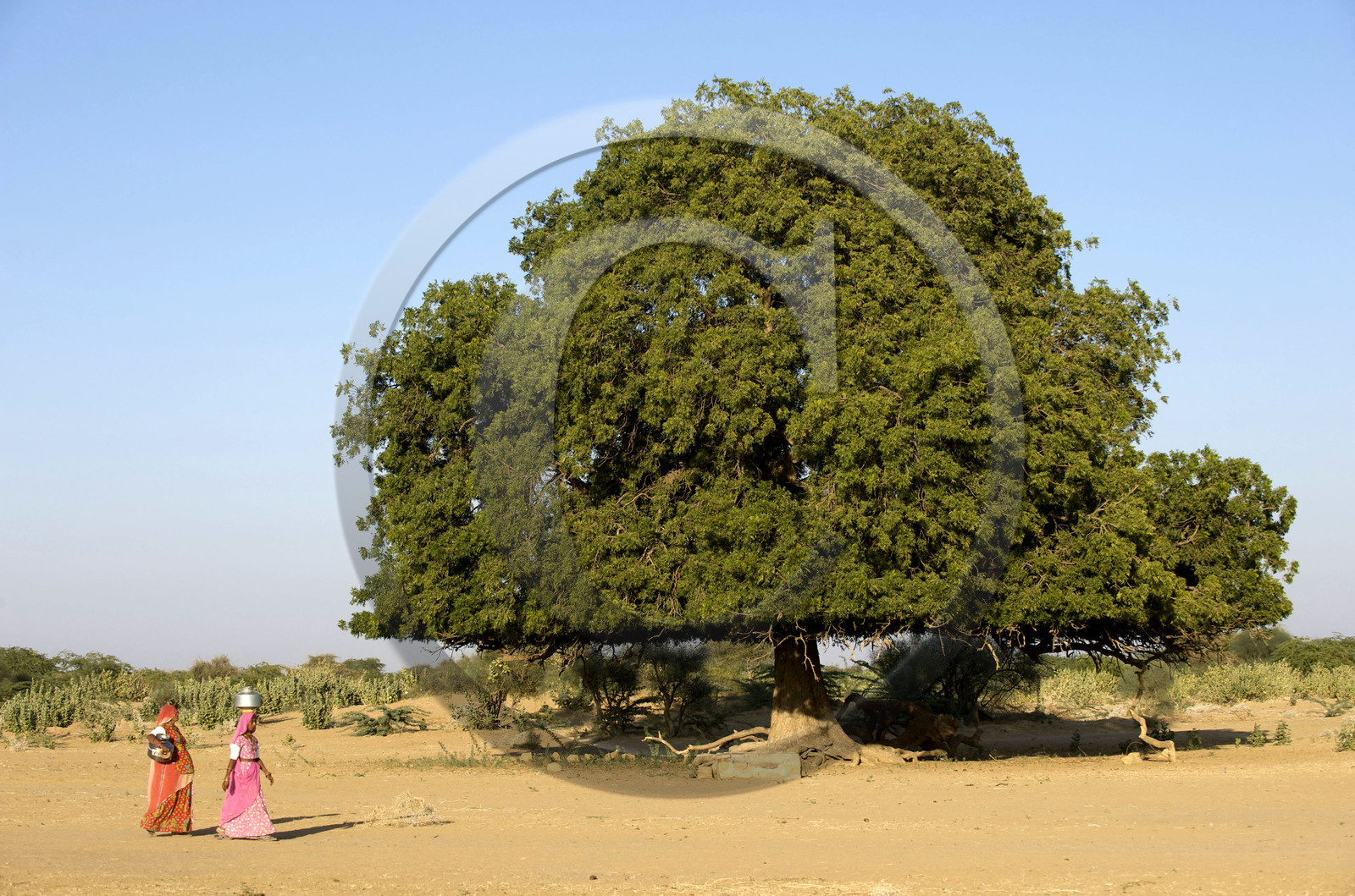 Inde, Jaisalmer