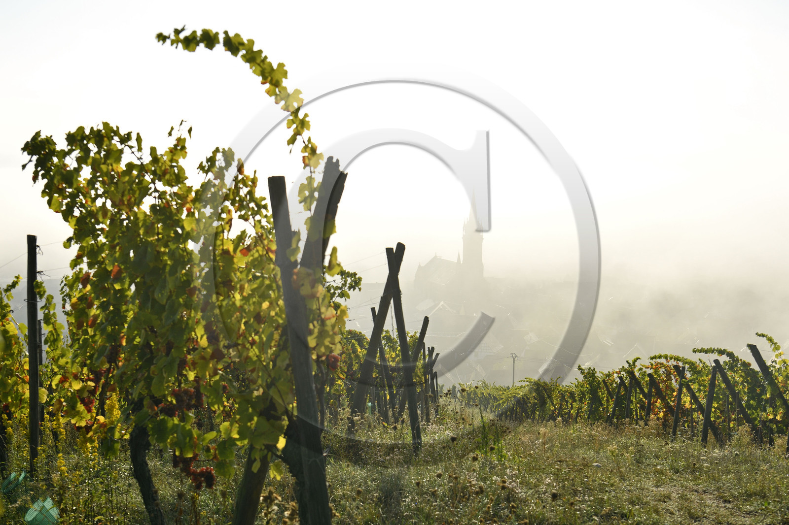 France, Dambach la Ville