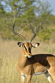 Namibie, Etosha