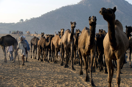 Inde, Pushkar