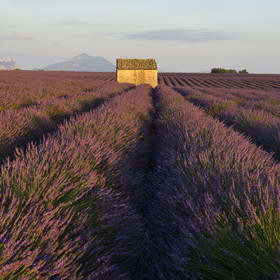 France, Valensole