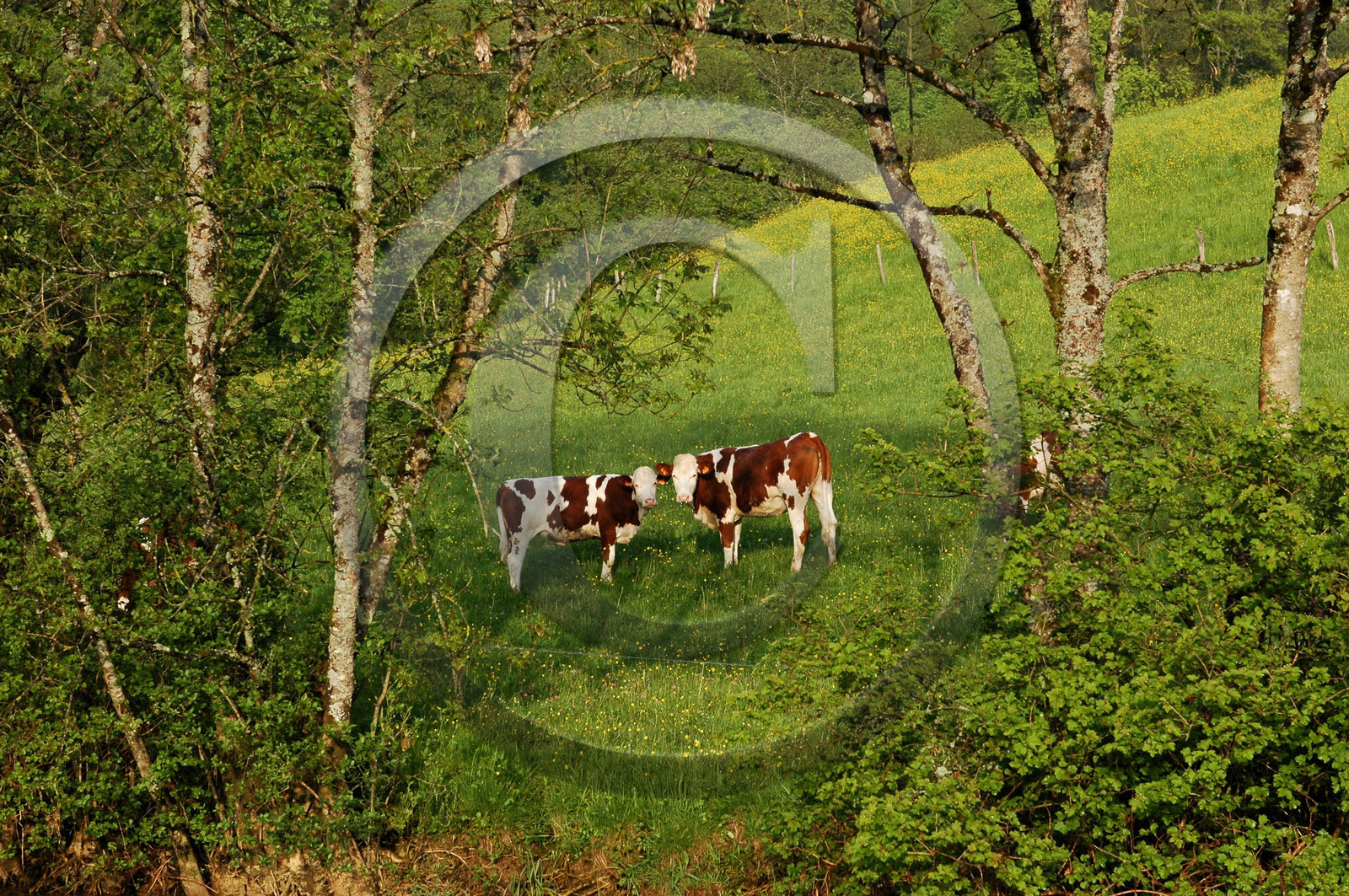 Franche-Comte, France