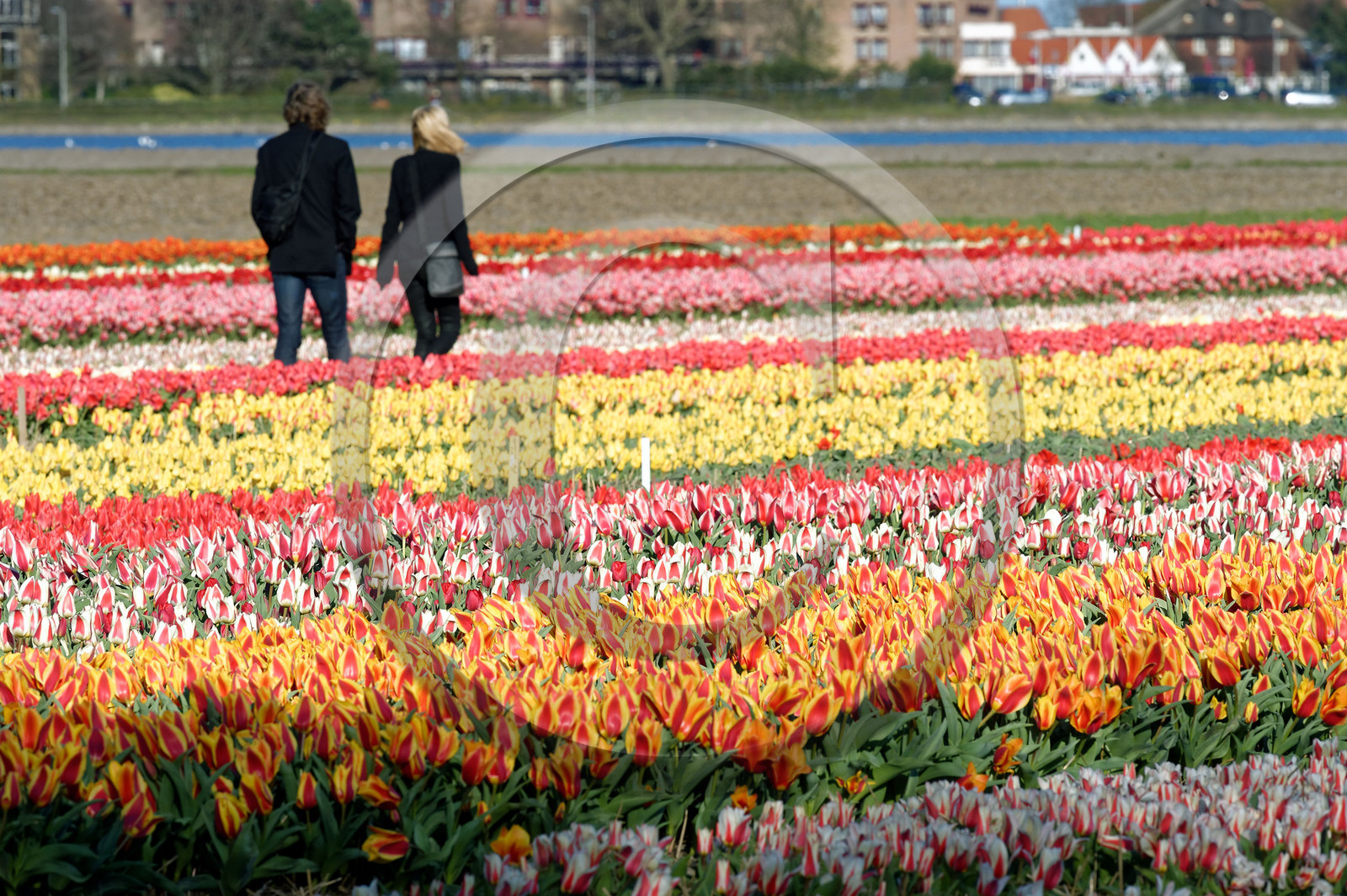 Hollande, Keukenhof