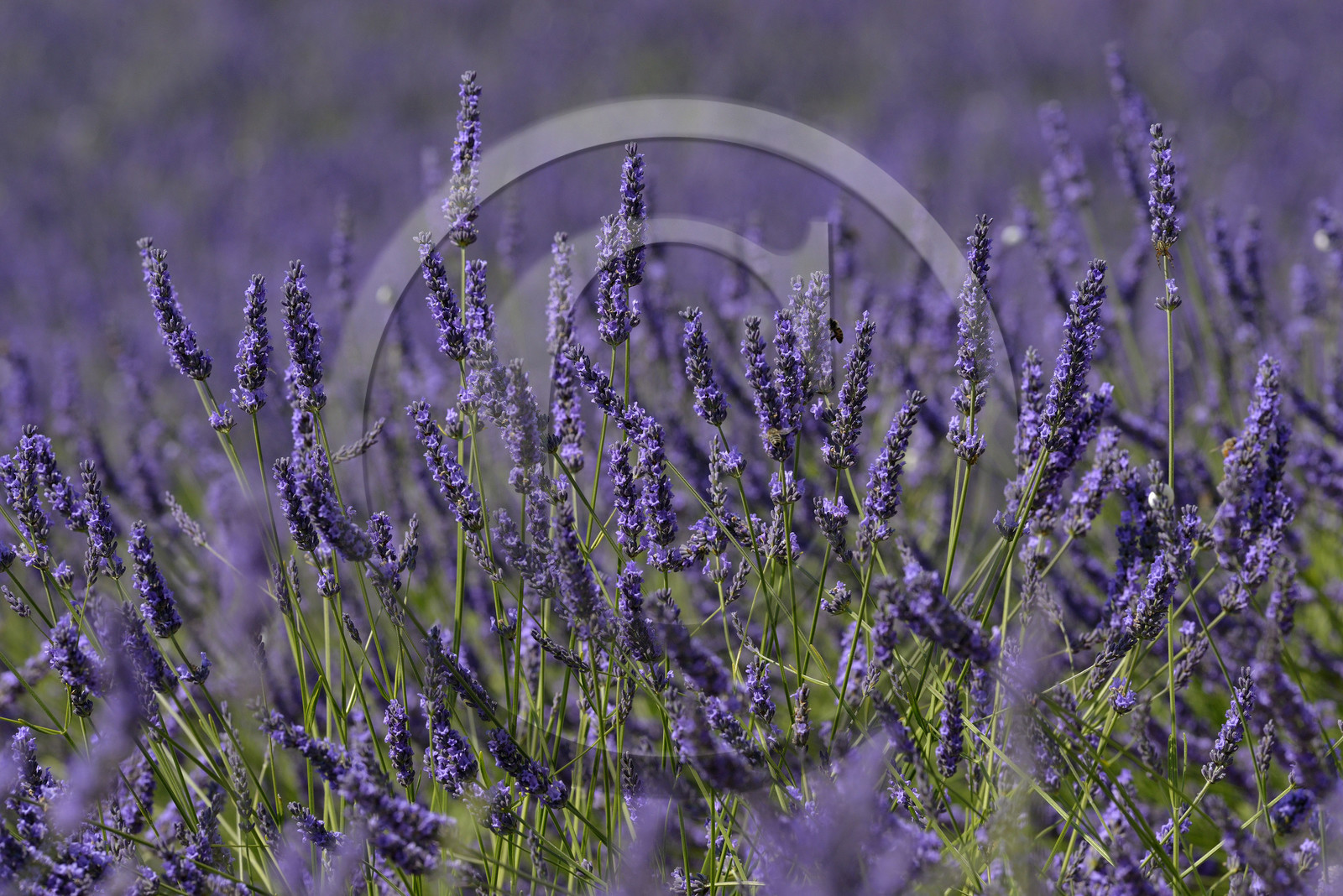 France, Valensole