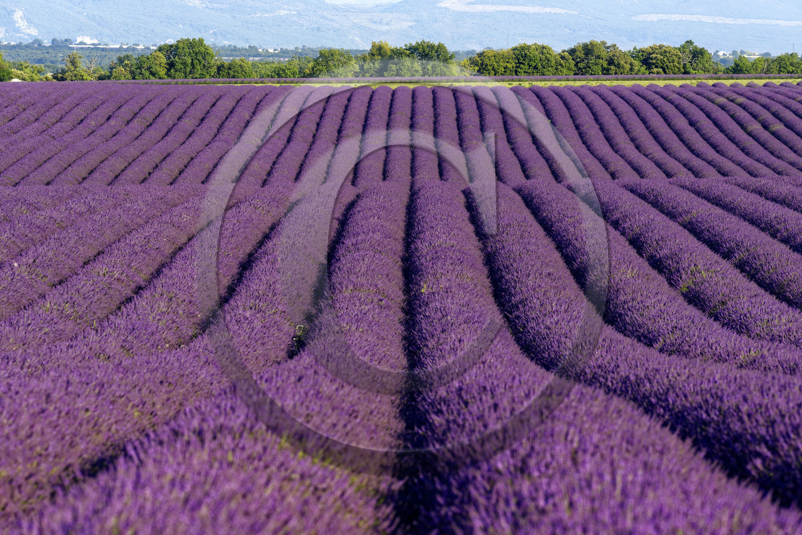 France, Valensole