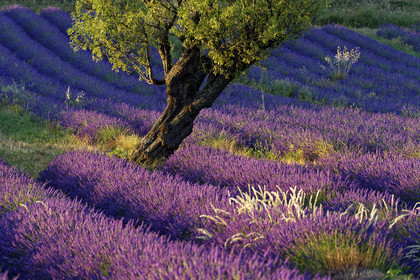 France, Valensole