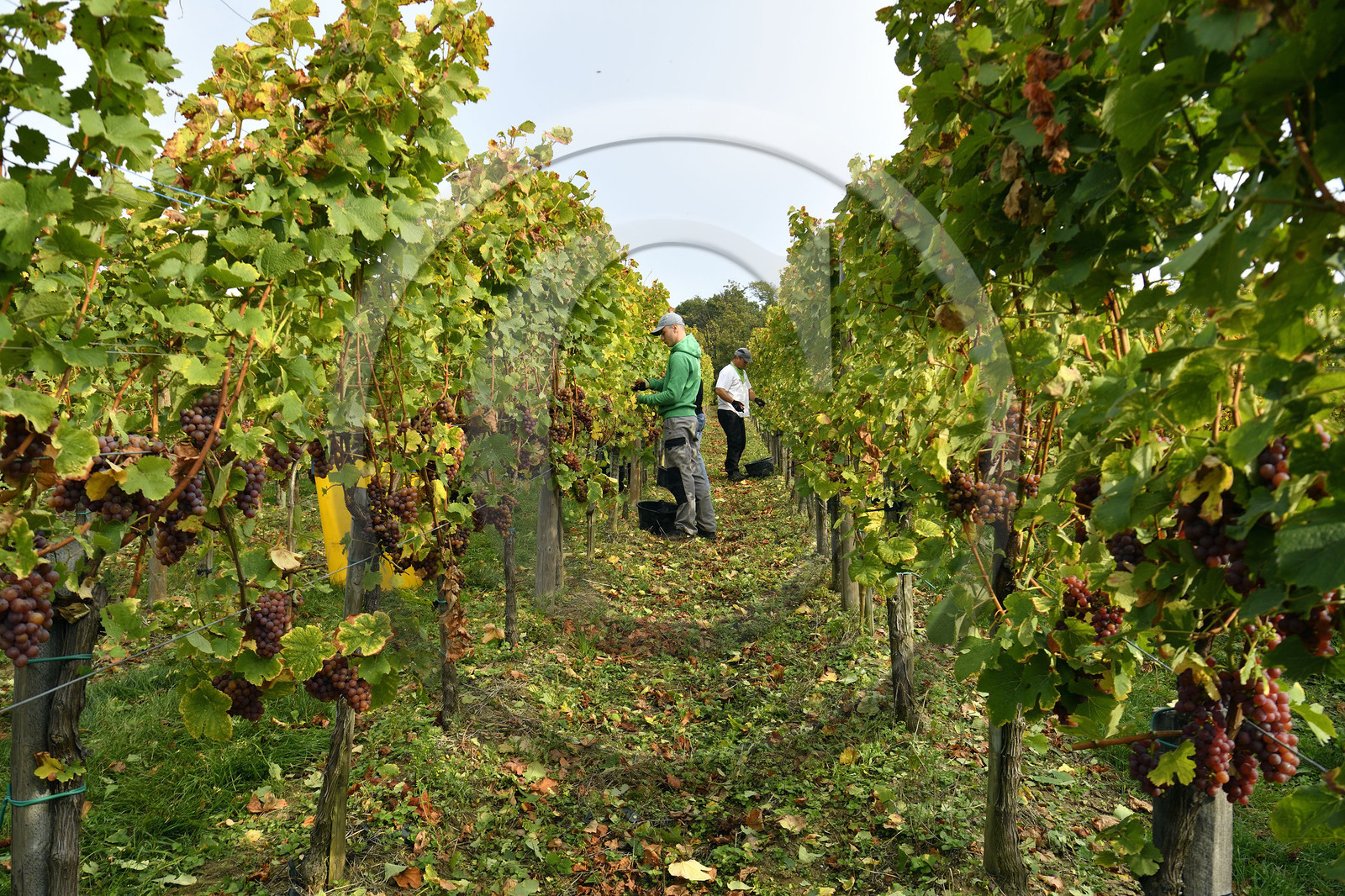 France, Dambach la Ville