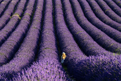 France, Valensole
