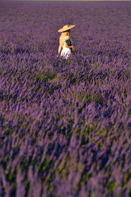 France, Valensole
