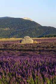 France, Sault