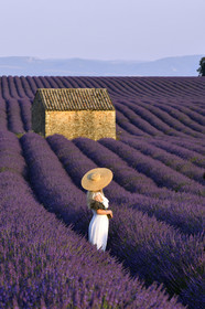 France, Valensole