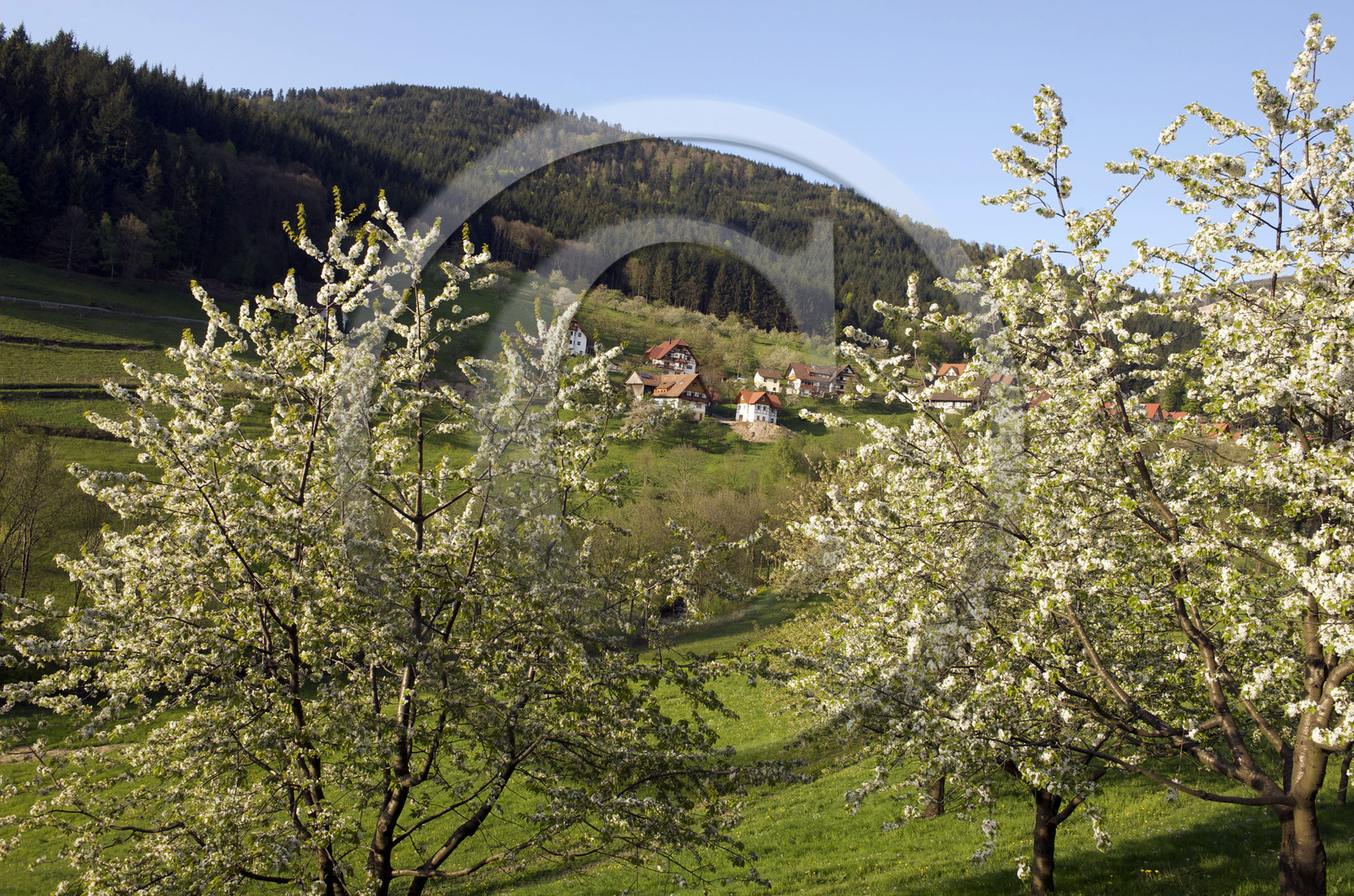Allemagne, Forêt Noire