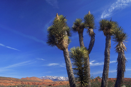USA West