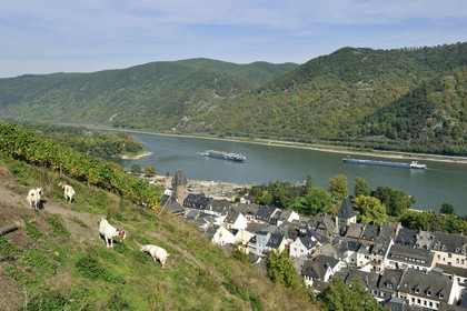 Allemagne, Rhin