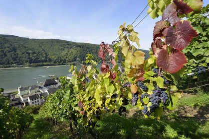 Allemangne, Rhin