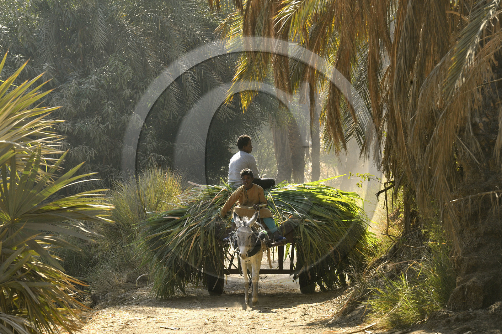 Egypte, Nil