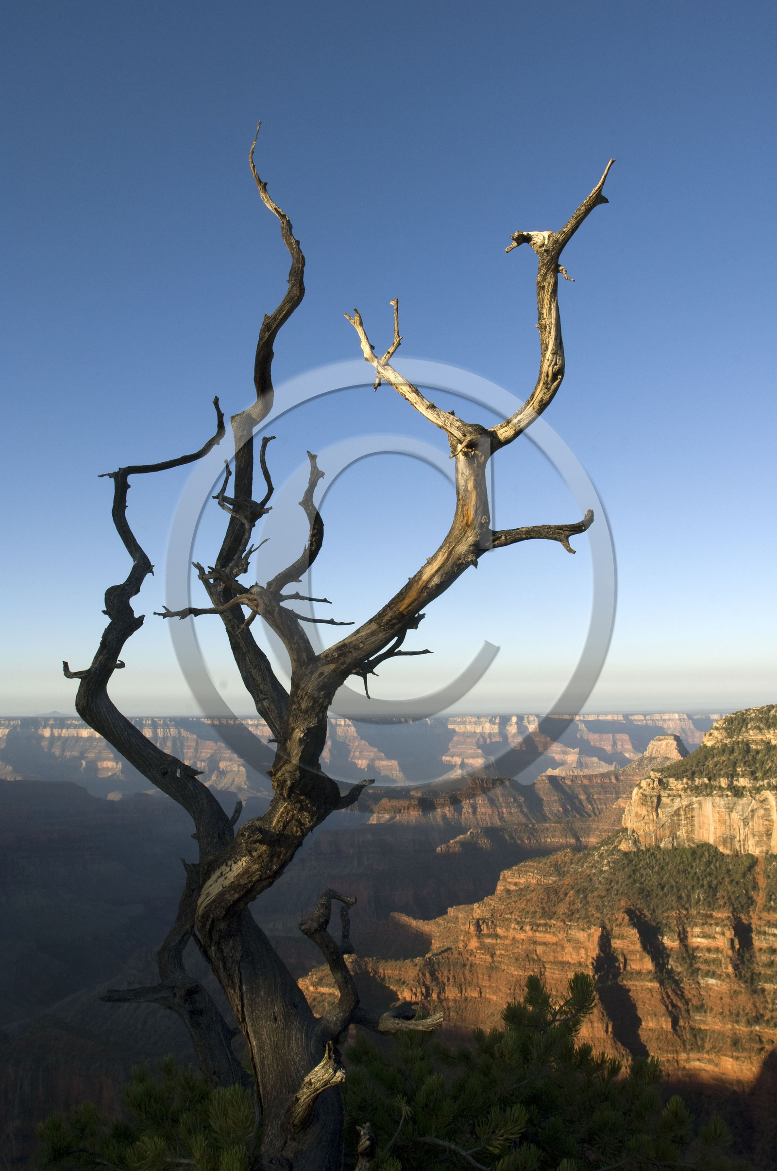 USA, GRAND CANYON