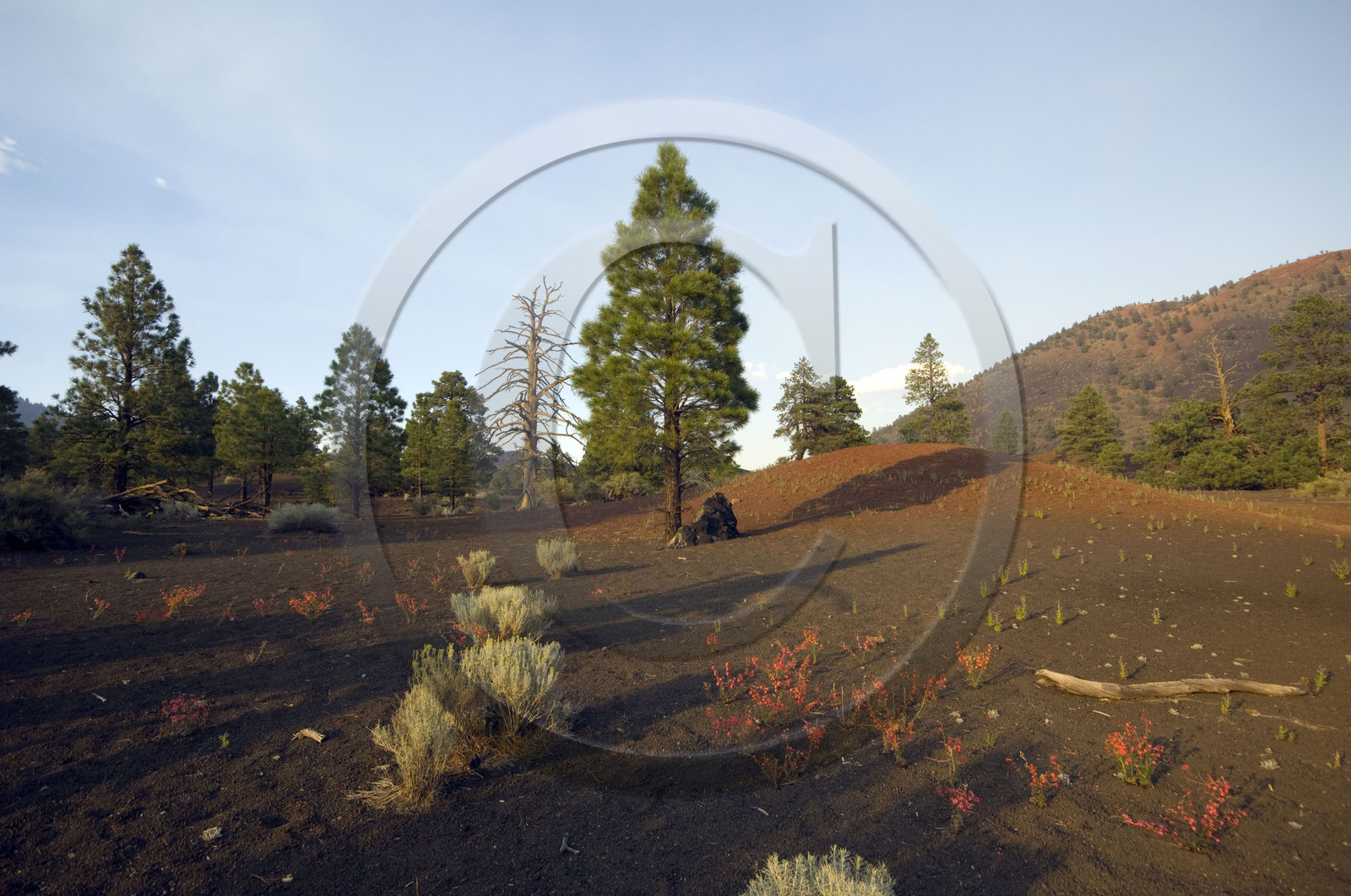 USA, SUNSET CRATER