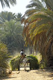 Egypte, Nil