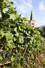 Allemagne, Rhin