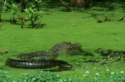 Louisiane, USA