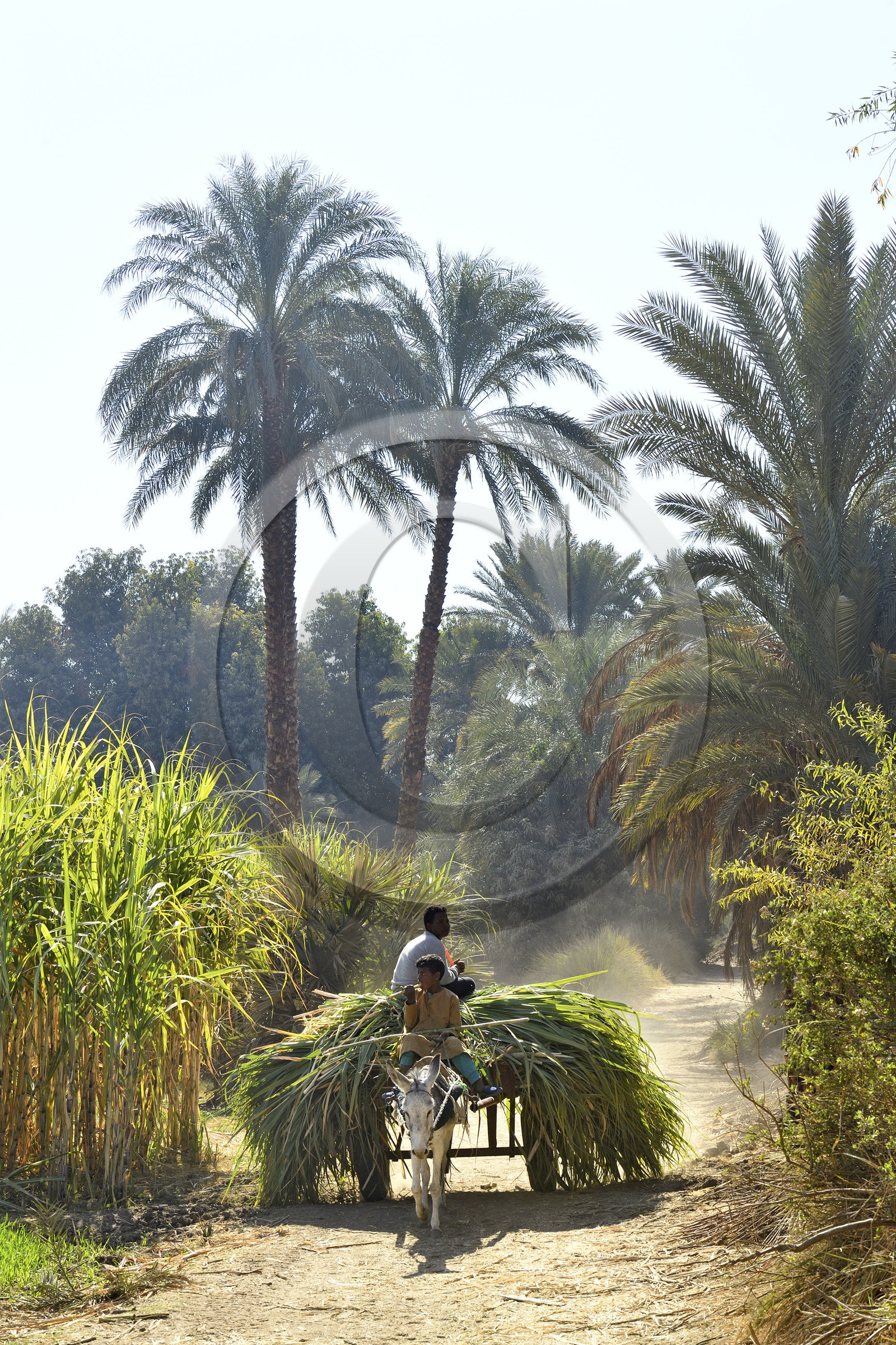Egypte, Nil
