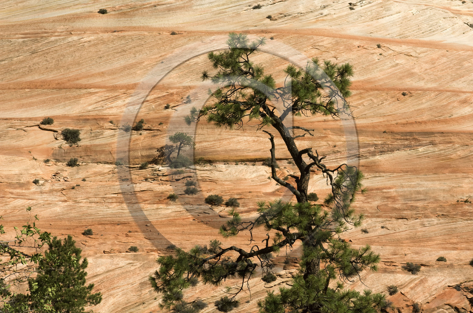 USA, ZION