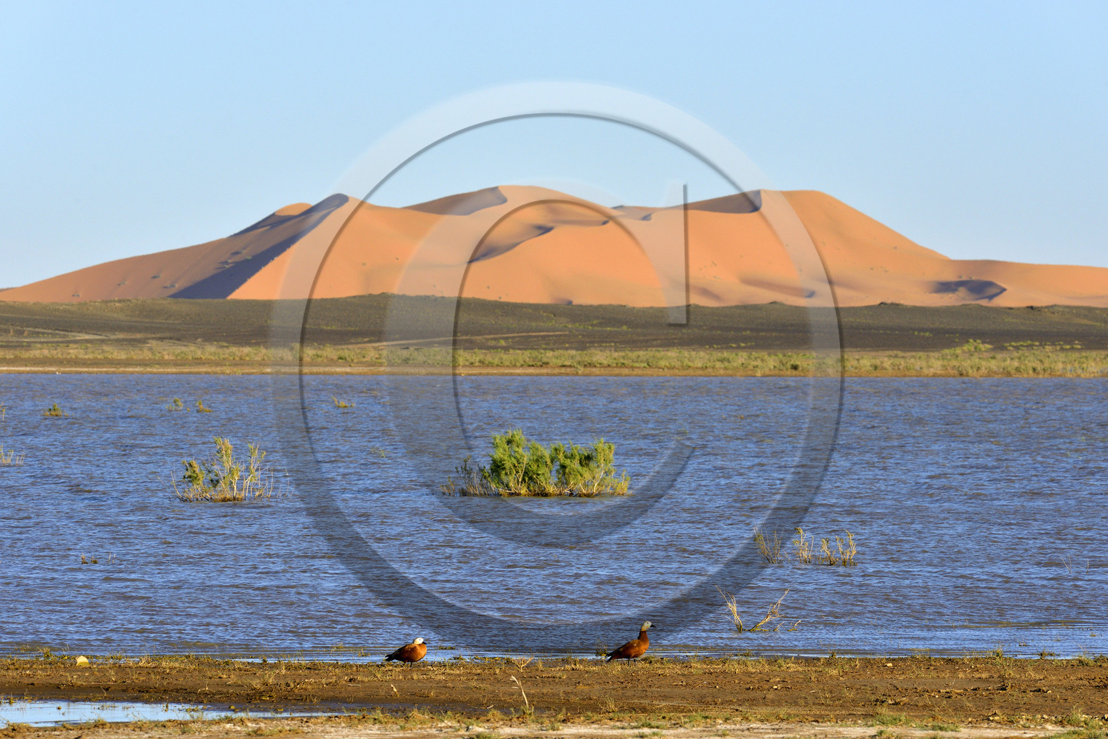 Maroc, Merzouga