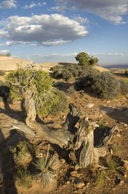 USA, BLUFF