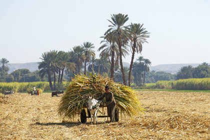 Egypte, Nil