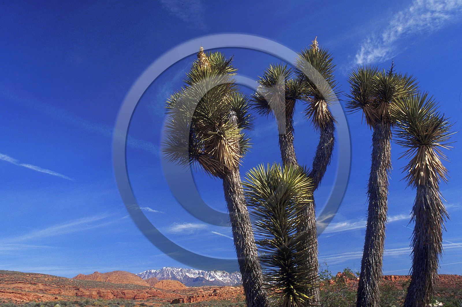 USA West