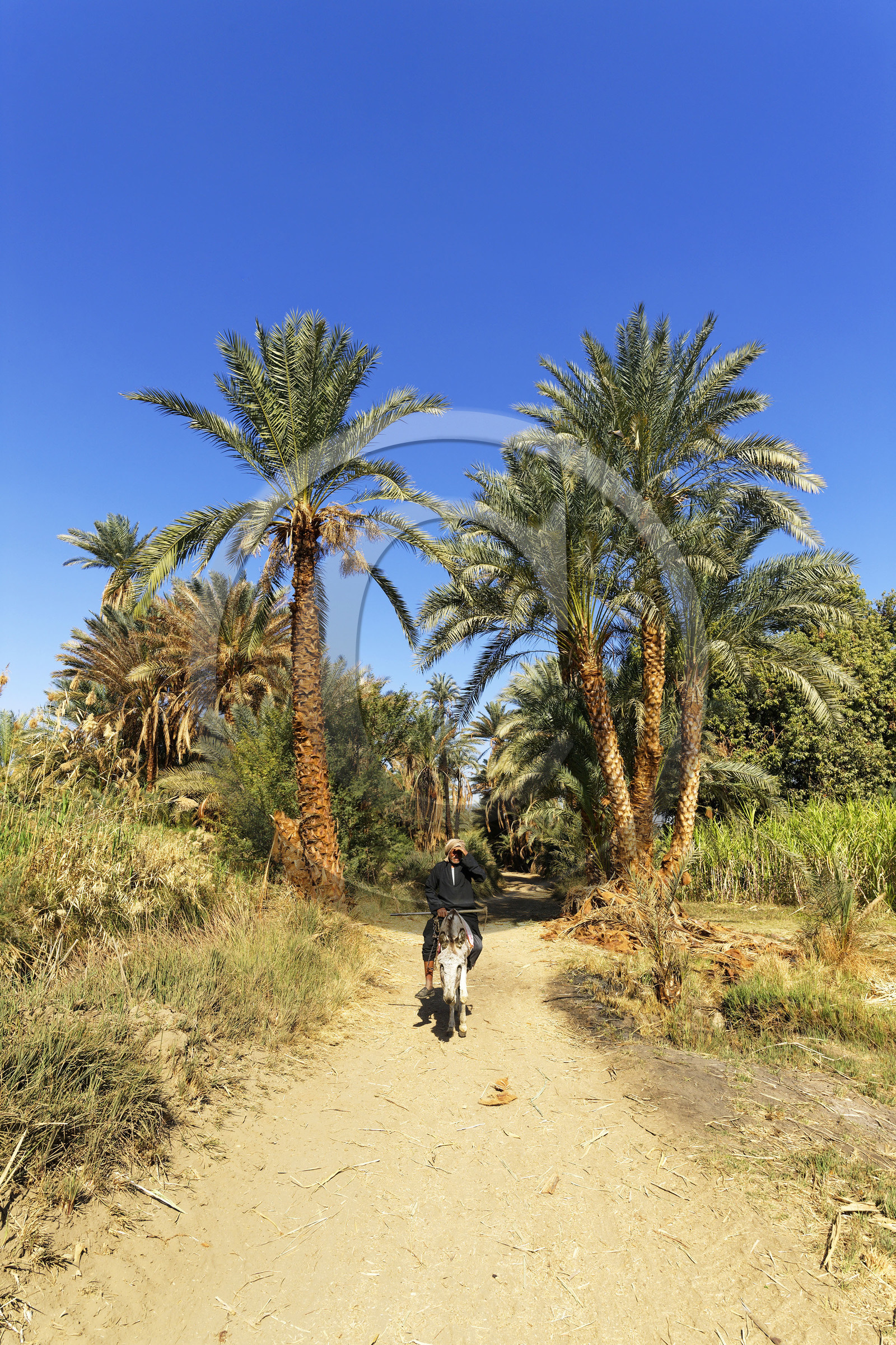 Egypte, Nil