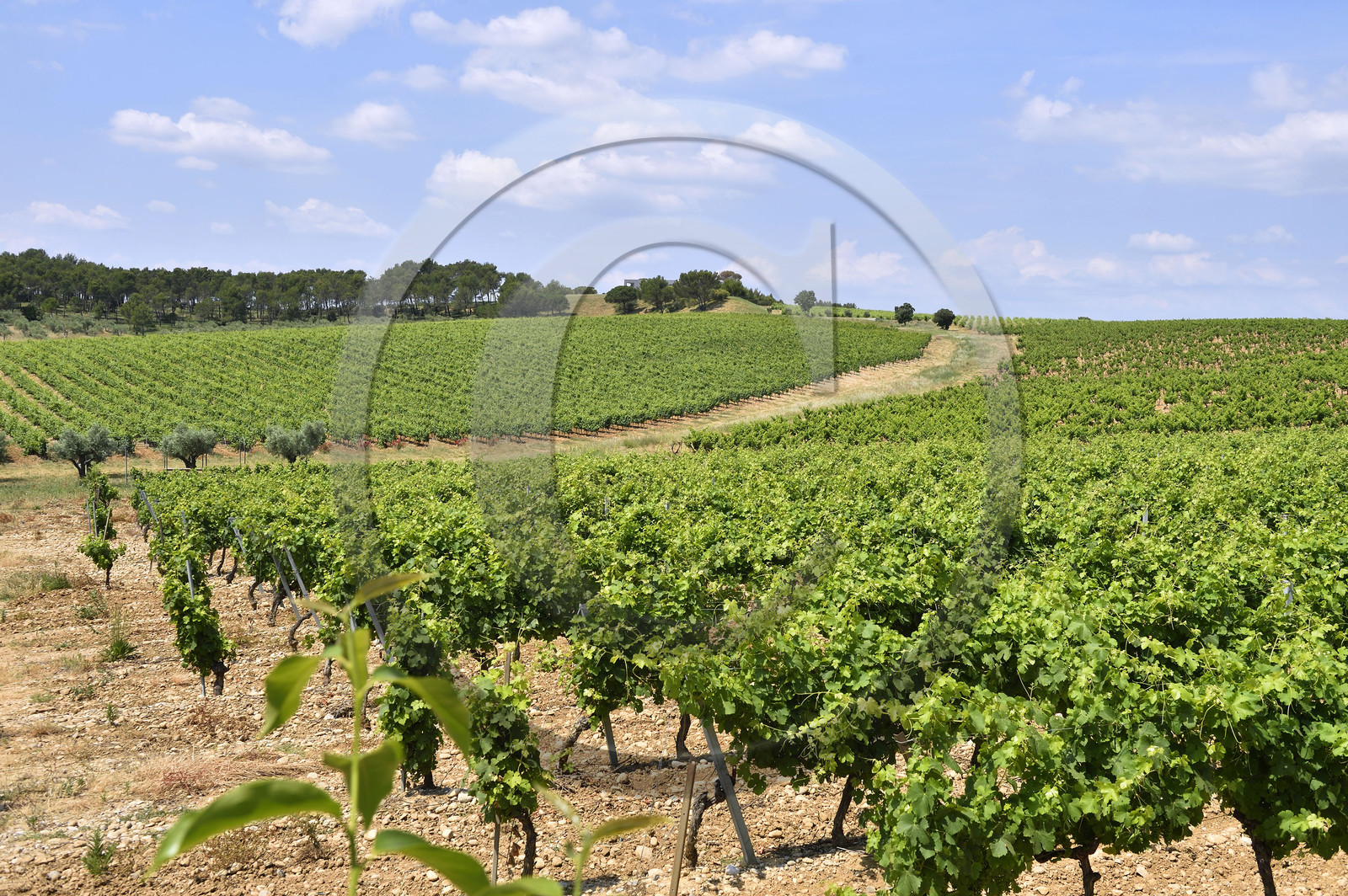 France, Puech-Haut