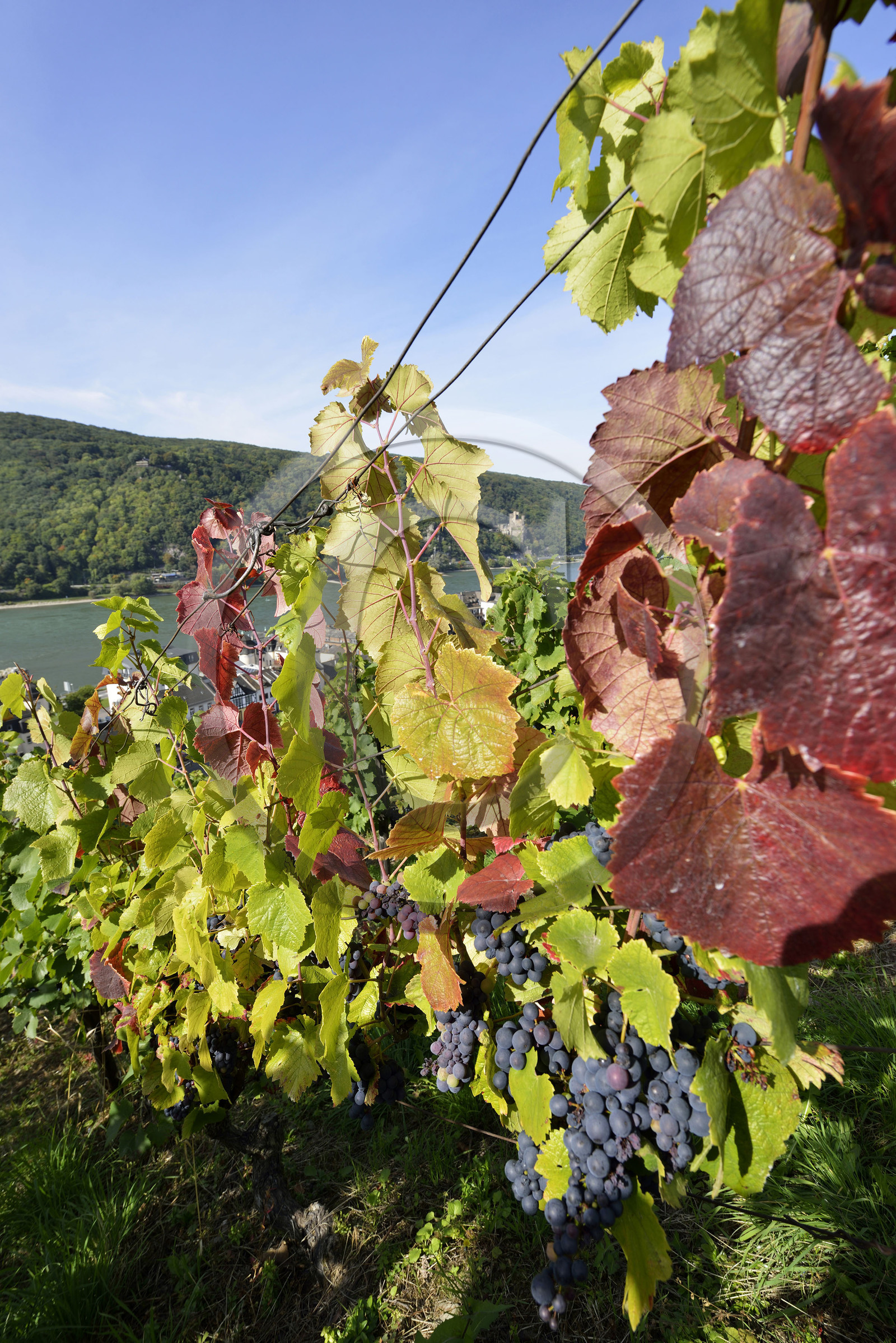 Allemangne, Rhin