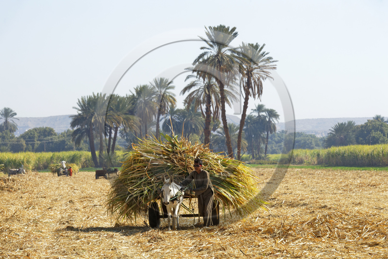 Egypte, Nil