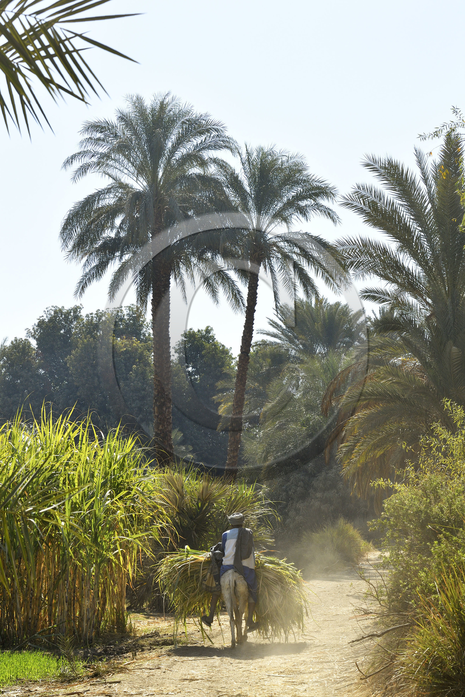 Egypte, Nil