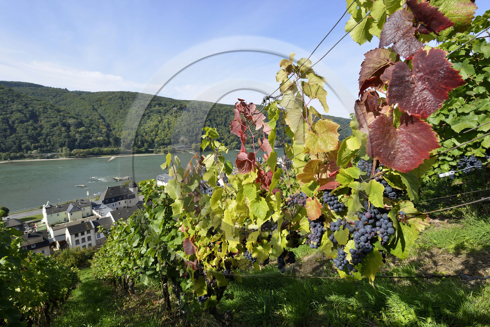Allemangne, Rhin
