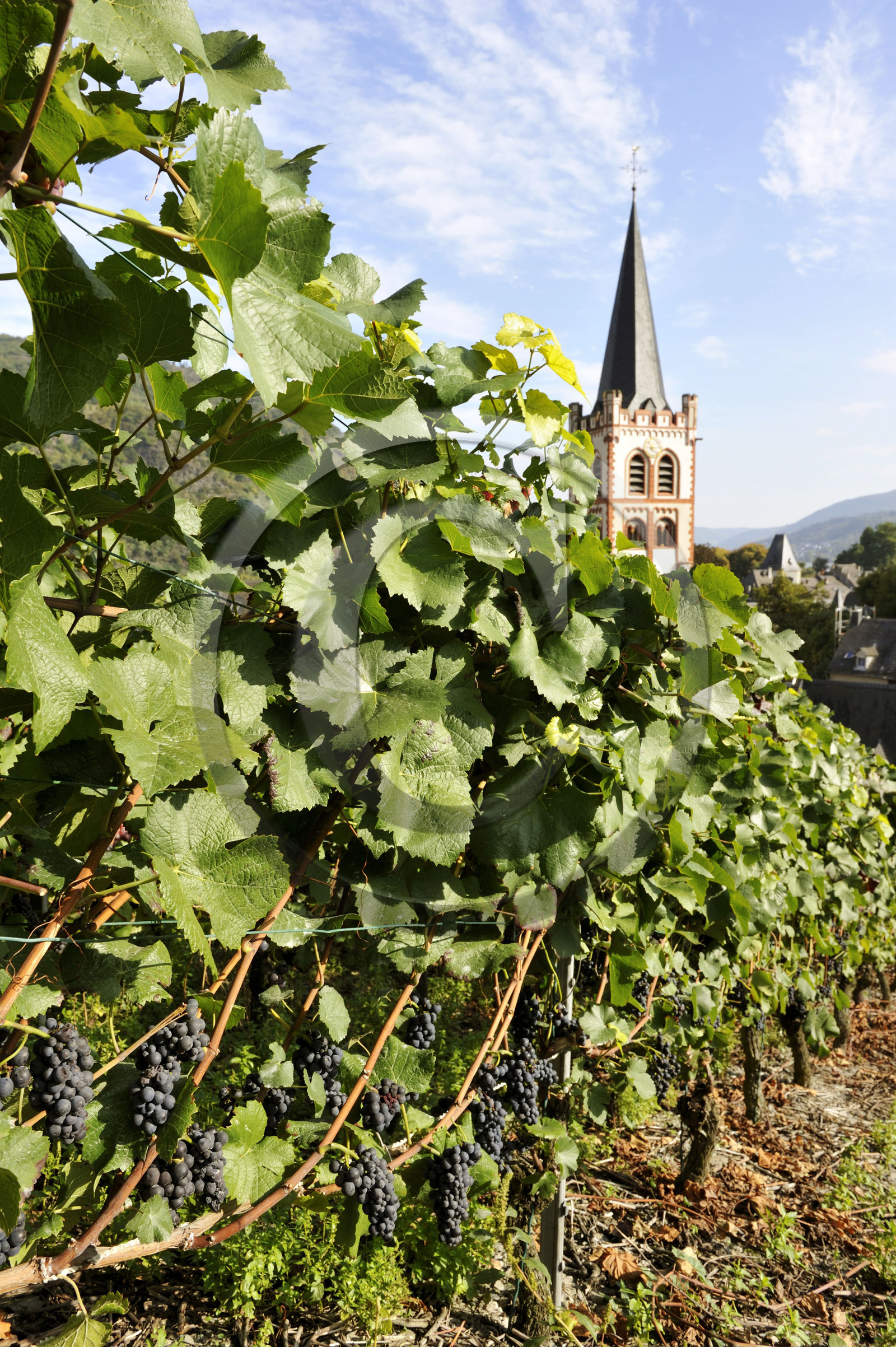 Allemagne, Rhin