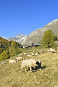 Suisse, Zermatt