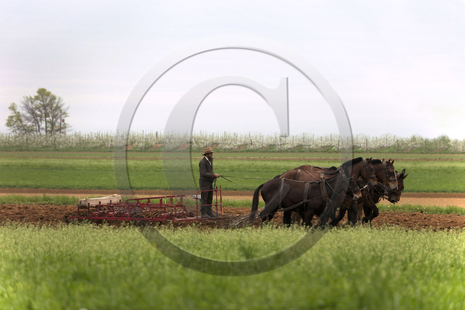 USA, Amish