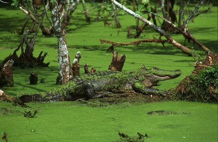 Louisiane, USA